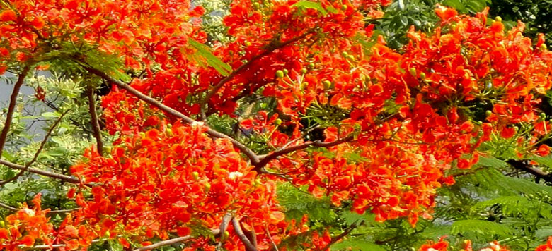 আজ পহেলা বসন্ত