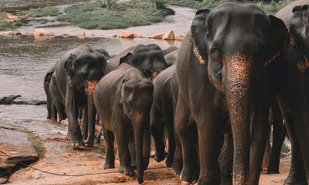 হাতির আক্রমণে একই পরিবারের ৪ জনসহ ৬ জনের প্রাণহানি