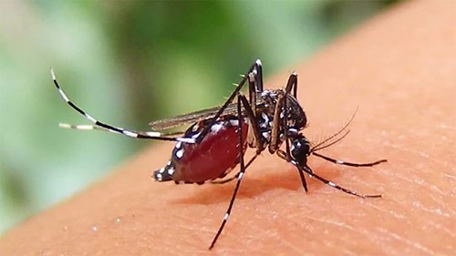 ডেঙ্গুতে মৃত্যু ছাড়াল ২০০